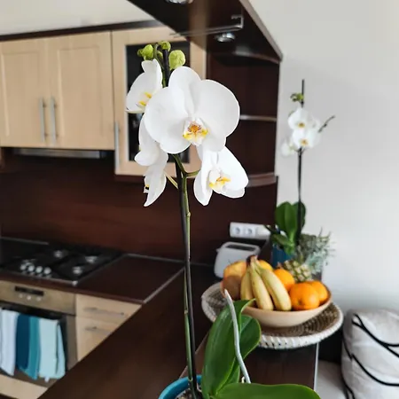 Csendes Bekes Belvarosi Lakas, Nagy Terasszal Apartman